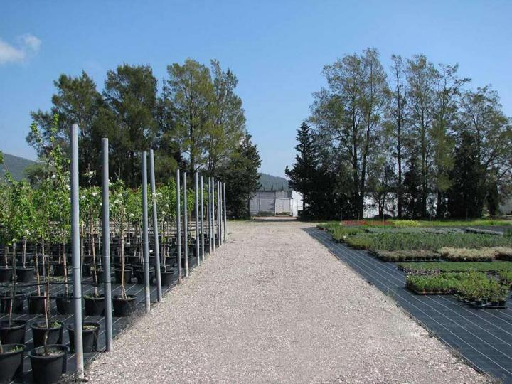 Plantes à fleurs comestibles Hyères