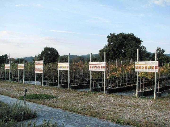 Plants pour potagers Hyères