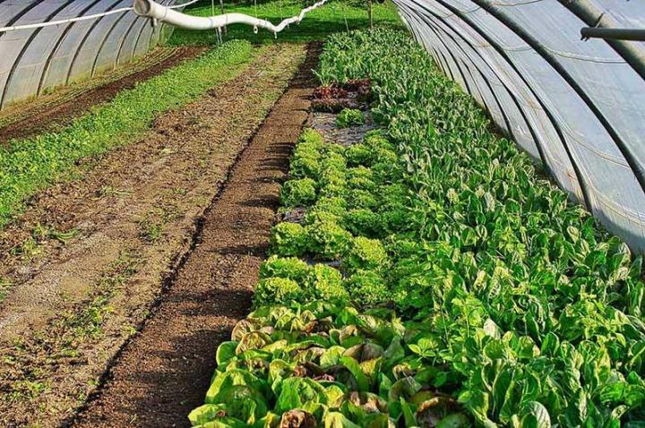 Plants de pépinière Hyères