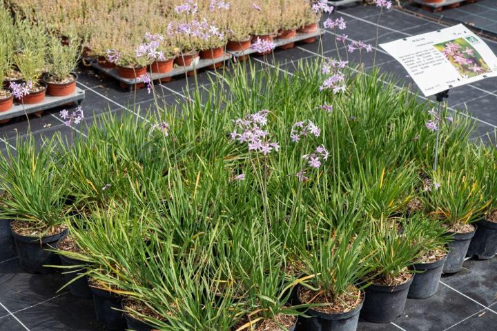 Vente de fruitiers Hyères