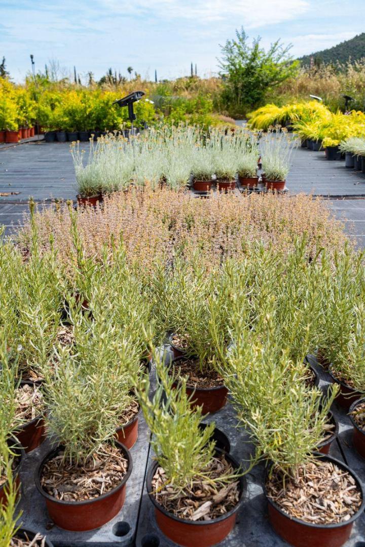 Plants pour potagers Hyères