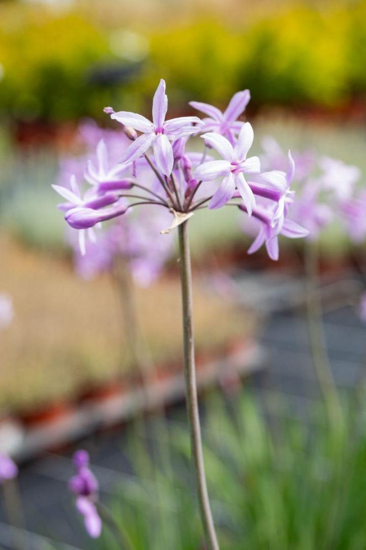 Plantes à fleurs comestibles Hyères