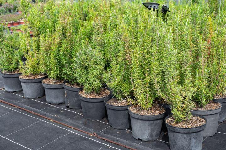 Plants pour potagers Hyères