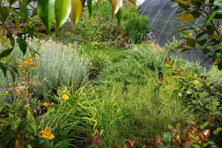 Plantes à fleurs comestibles Hyères