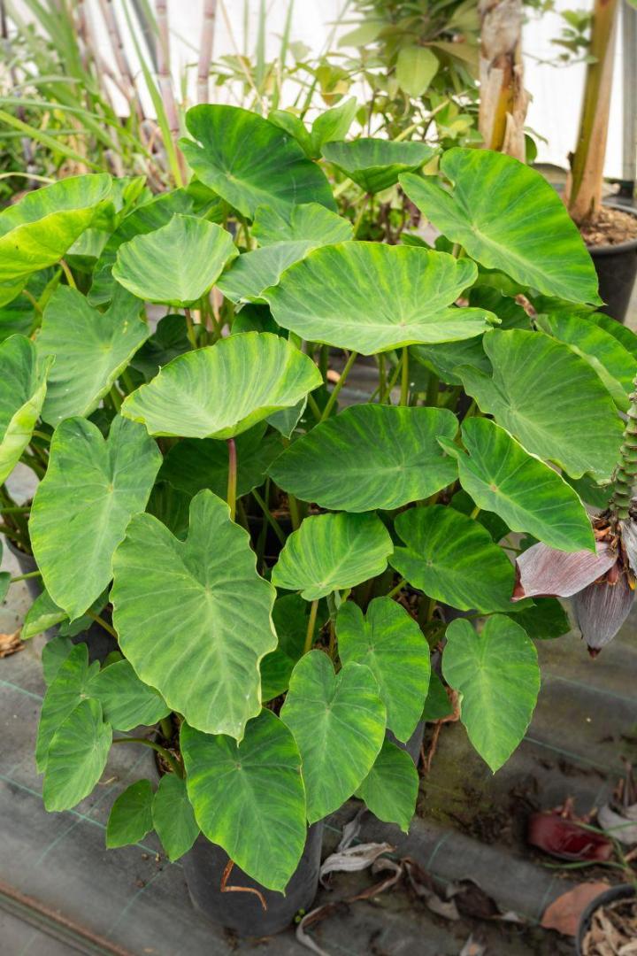 Plantes à fleurs comestibles Hyères