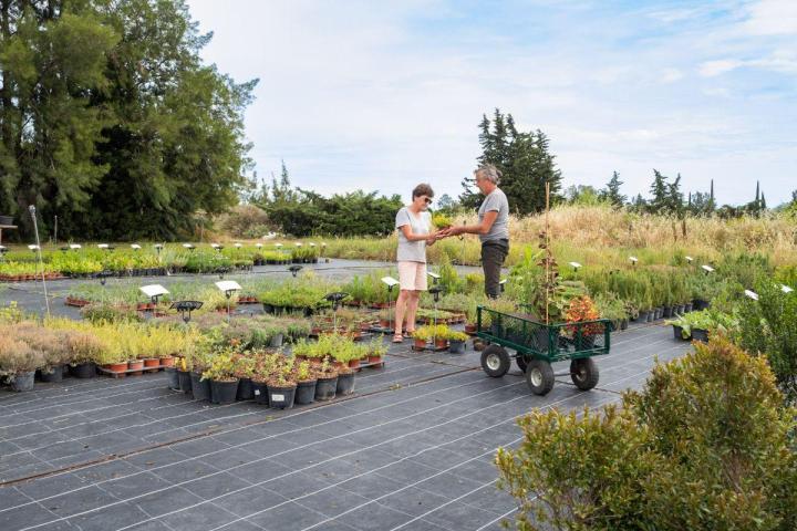 Plants pour potagers Hyères