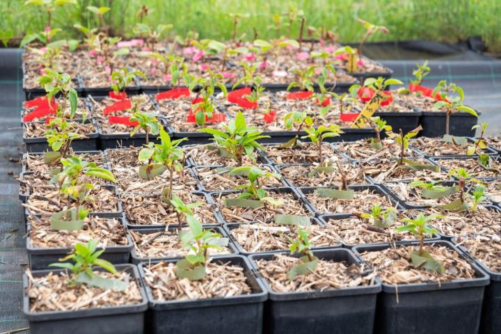 Plantes à fleurs comestibles Hyères