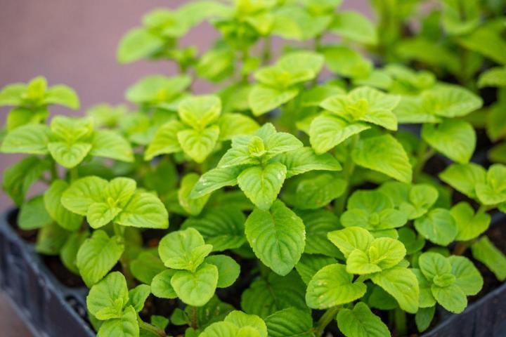 Plants pour potagers Hyères