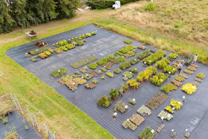 Plants pour potagers Hyères