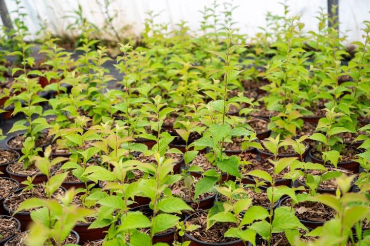 Plants pour potagers Hyères
