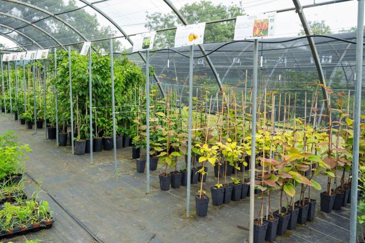 Plantes à fleurs comestibles Hyères