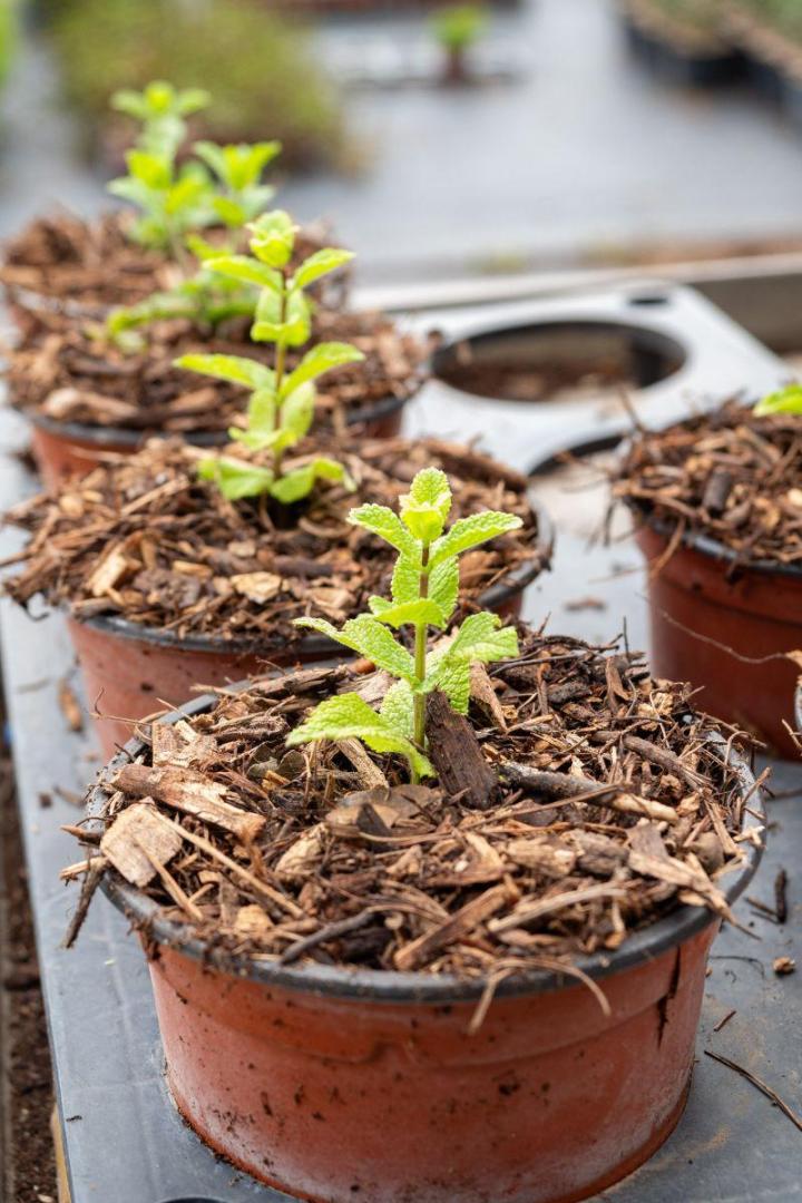 Plants pour potagers Hyères