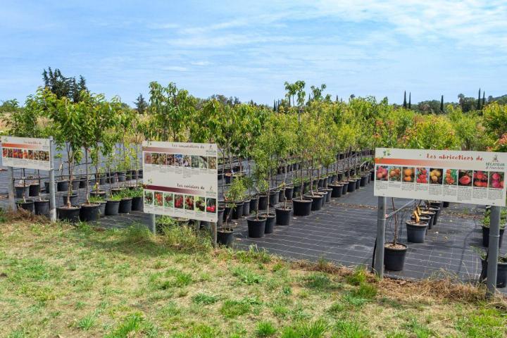 Plants pour potagers Hyères