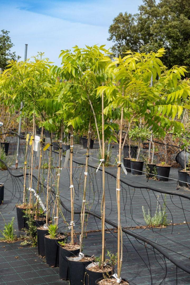 Plants pour potagers Hyères