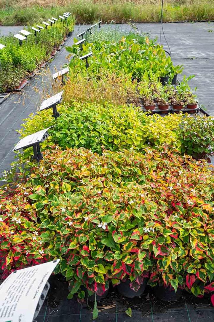 Plantes à fleurs comestibles Hyères