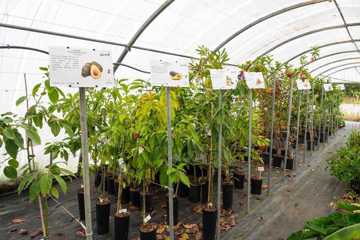 Plantes de petits fruits à vendre Hyères