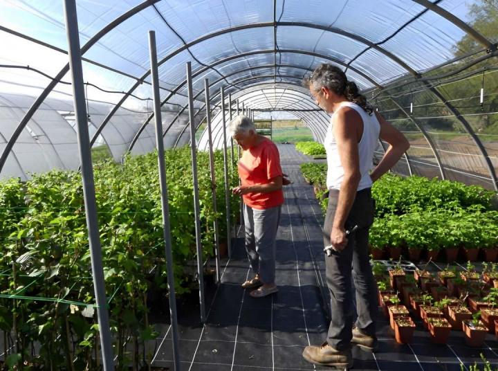 Plantes à fleurs comestibles Hyères